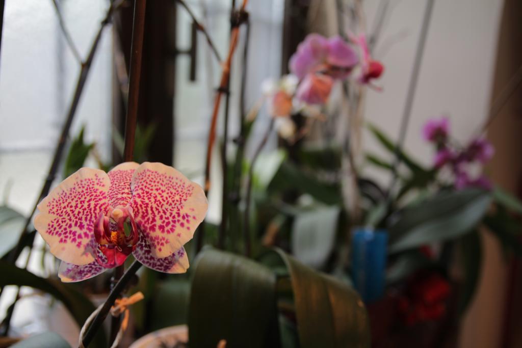B&B Casa Carla Pinerolo ภายนอก รูปภาพ